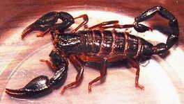 scorpion.jpg